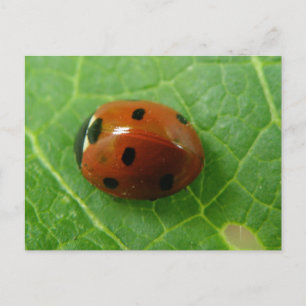 Carte postale Ladybug