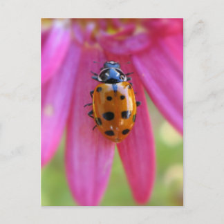 Carte postale Ladybug