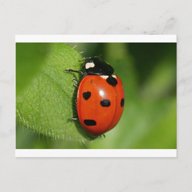 Carte Postale Ladybug (Devant)