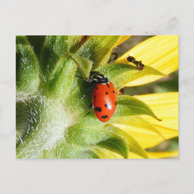 Carte Postale Ladybug & Ant (Devant)