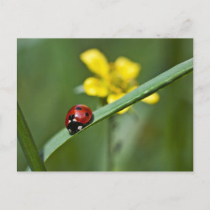Carte Postale Ladybug on Grass close