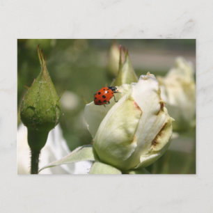 Carte postale LadyBug Rosebud