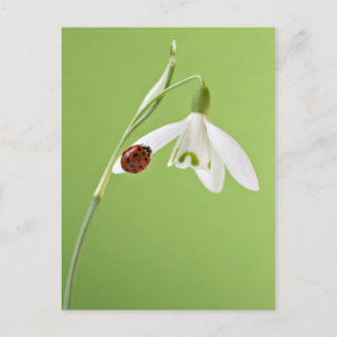 Carte Postale Ladybug sur la neige