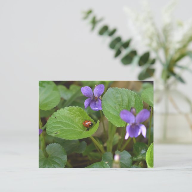 Carte Postale Ladybug sur les fleurs de violet doux (Debout devant)