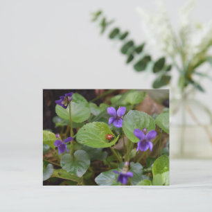 Carte Postale Ladybug sur les fleurs de violet doux