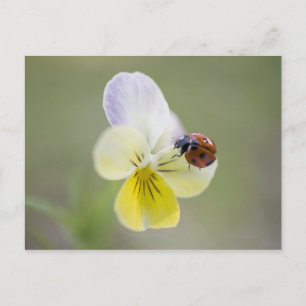 Carte Postale Ladybug sur Pansy   Biei, Hokkaido, Japon