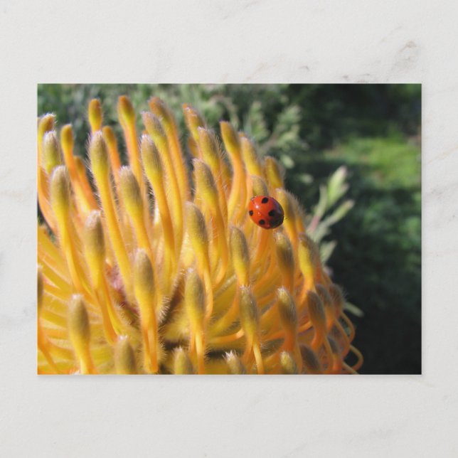 Carte Postale Ladybug sur Pincusion Protea (Devant)