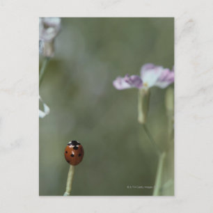 Carte Postale Ladybug sur Stem