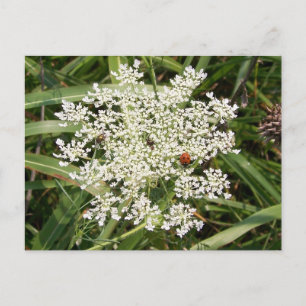 Carte Postale Ladybug sur Yarrow