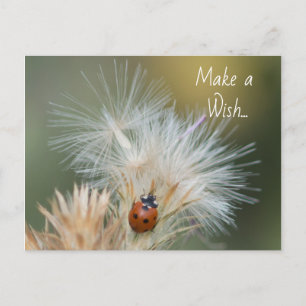 Carte postale Ladybug Wish