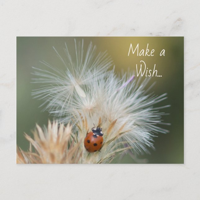 Carte postale Ladybug Wish (Devant)