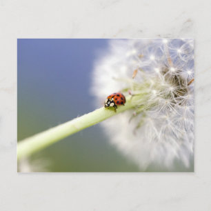 Carte Postale Ladybugs
