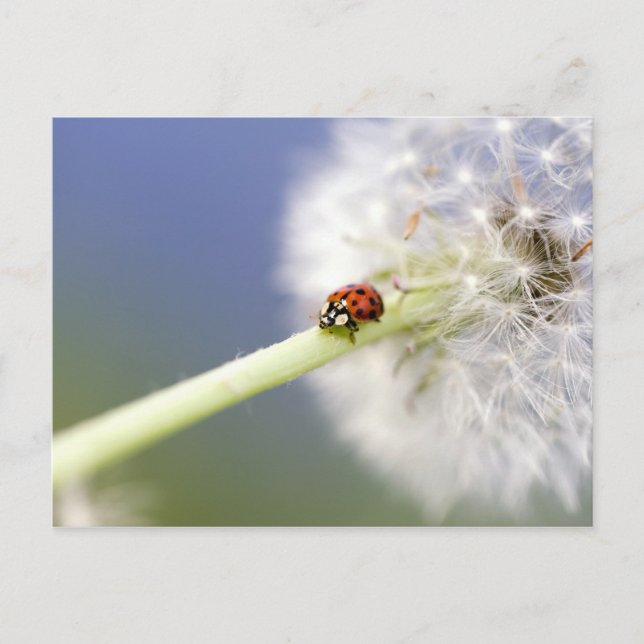 Carte Postale Ladybugs (Devant)