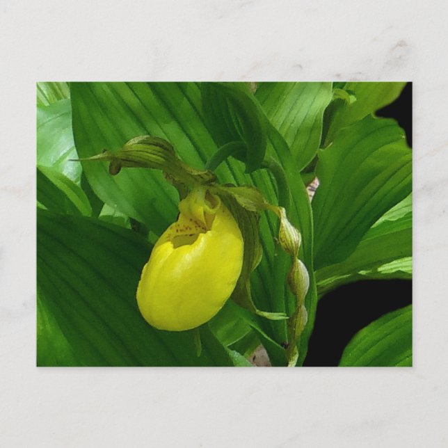 Carte Postale Ladyslipper jaune (Devant)
