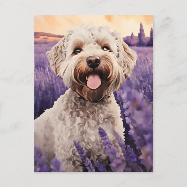 Carte Postale Lagotto Romagnolo dans le champ Lavender (Devant)