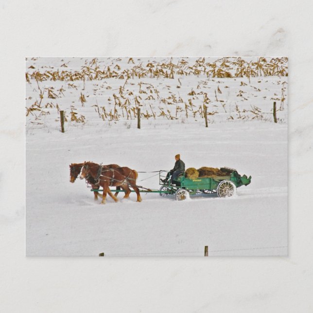 Carte Postale L'agriculteur Amish d'hiver au travail-Carte posta (Devant)