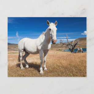 Carte Postale Laguna Azul, paysage avec chevaux