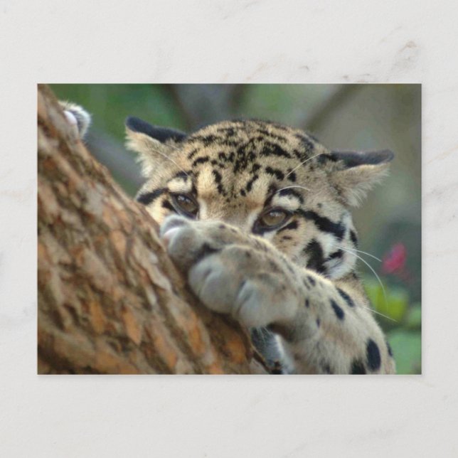 Carte Postale L'Ai-Je Obtenu ? (Devant)