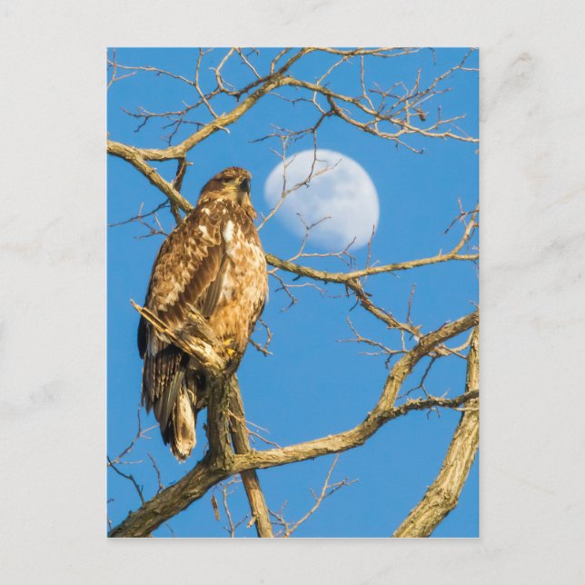 Carte Postale L'aigle à tête blanche juvénile et la lune (Devant)
