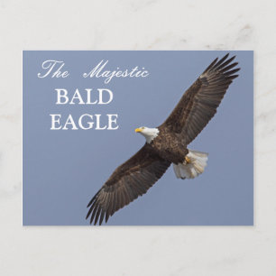 Carte Postale L'aigle royal à tête blanche