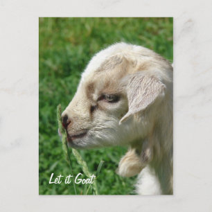 Carte Postale Laisse-le chèvre