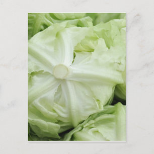 Carte Postale Laitue verte