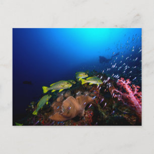 Carte Postale Laja Ampat Underwater 3
