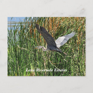 Carte postale Lake Riverside Estates