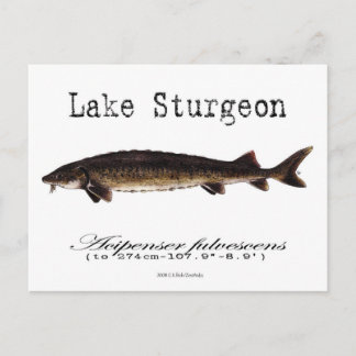 Carte postale Lake-White