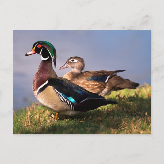 Carte Postale Lakeside (Devant)