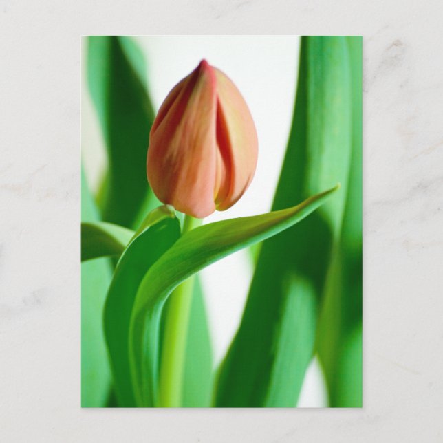 carte postale lala Tulip (Devant)