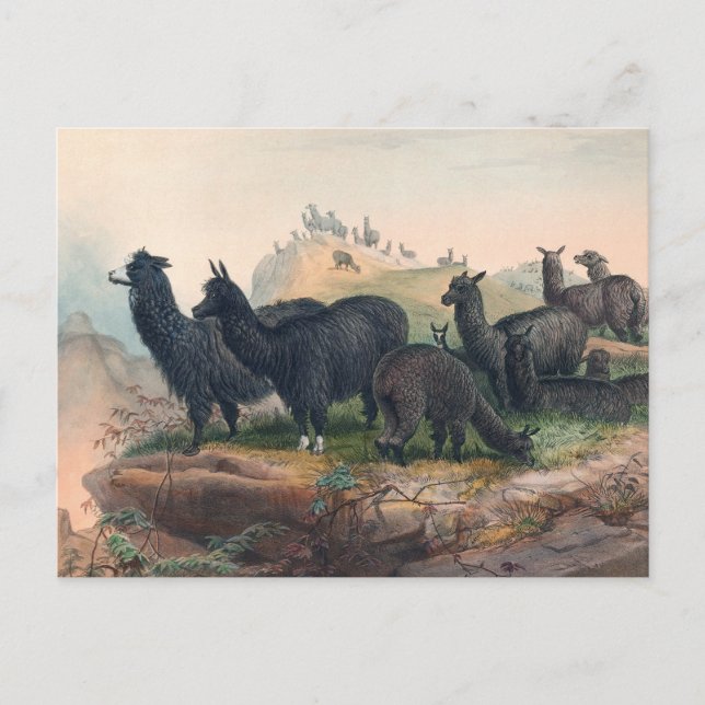 Carte Postale L'Alpaca par Joseph Wolf (Devant)