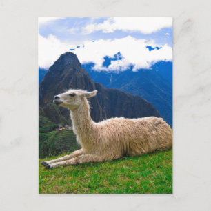 Carte Postale Lama à Machu Picchu