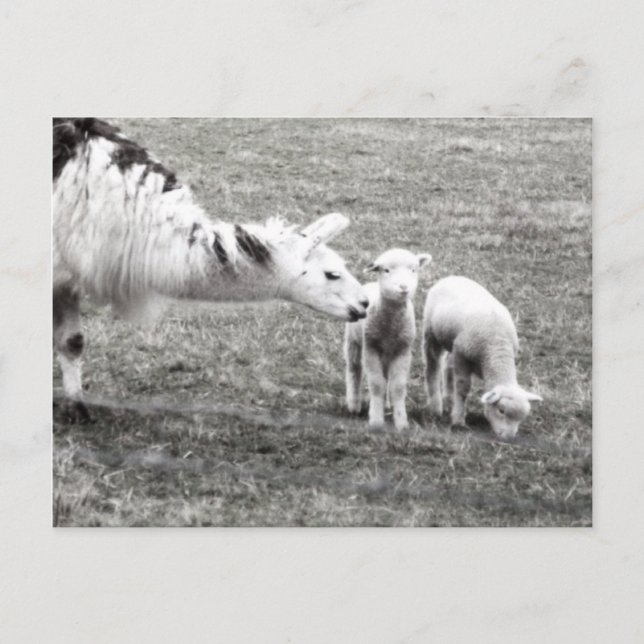 Carte Postale Lama et agneaux (Devant)