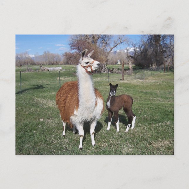 Carte Postale Lama Mama et Llama Baby (Devant)