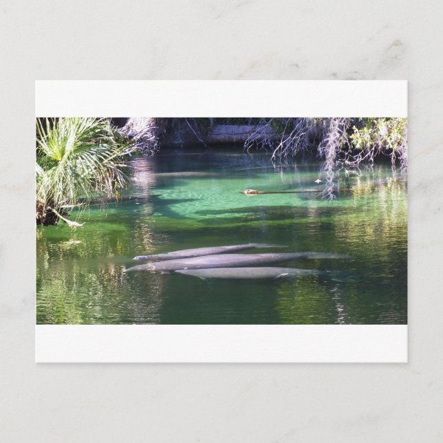 Carte Postale Lamantins (Devant)