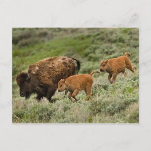 Carte Postale Lamar Valley Mini Stampede