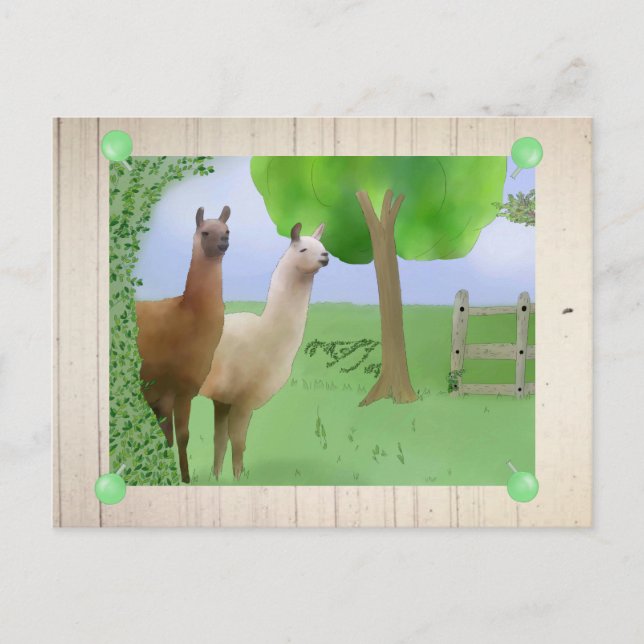 Carte Postale Lamas (Devant)