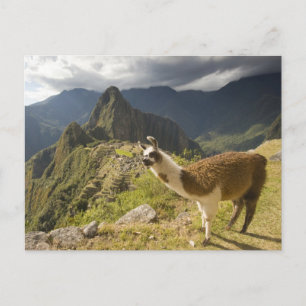 Carte Postale Lamas et un regard sur Machu Picchu,