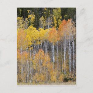 Carte Postale Lambert Hollow, trembles