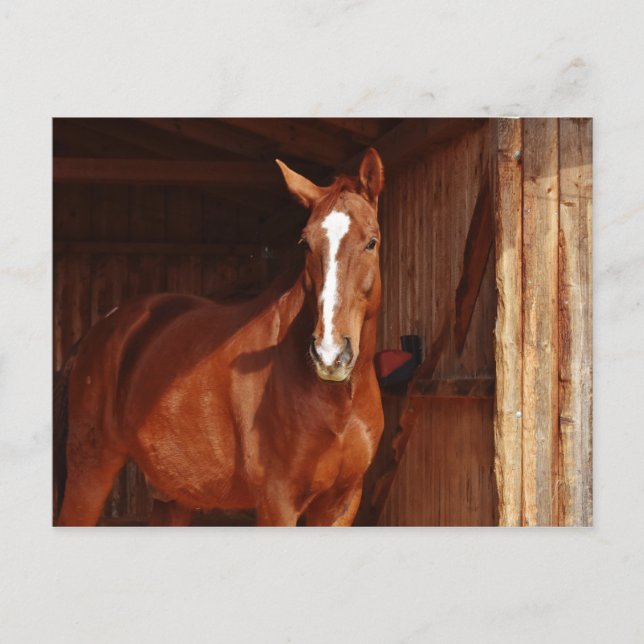 Carte Postale Lame blanche Brown du cheval dans la grange (Devant)