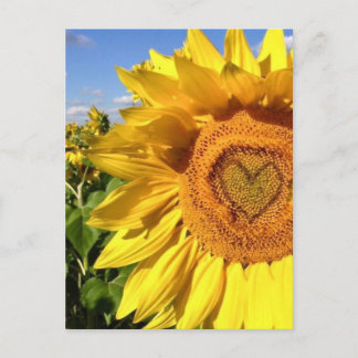 Carte Postale L'amour dans les tournesols