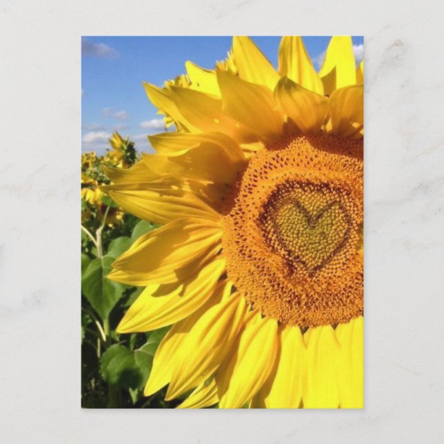 Carte Postale L'amour dans les tournesols (Devant)
