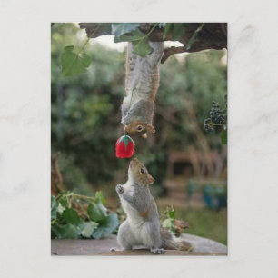 Carte Postale L'amour des écureuils