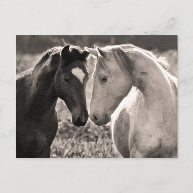 Carte Postale L'amour du cheval (Devant)