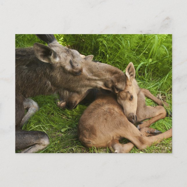 Carte Postale L'amour d'une mère (Devant)