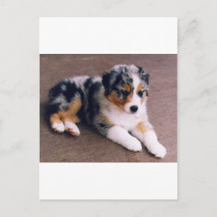 Carte Postale L'amour est,,