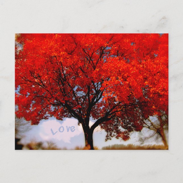 Carte Postale L'amour est dans l'arbre d'automne rouge de l'air (Devant)