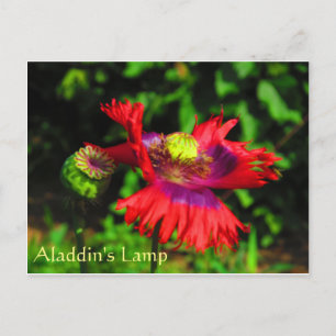 Carte Postale Lampe d'Aladdin