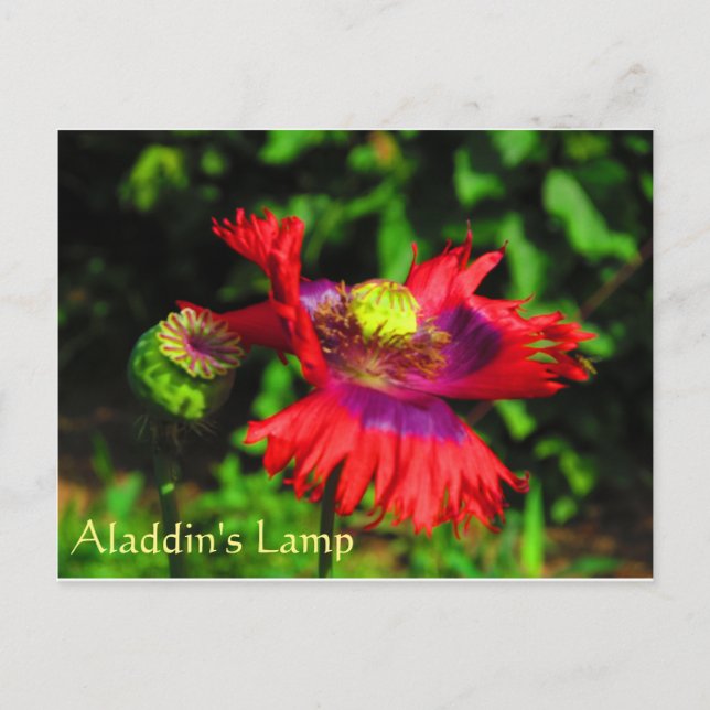 Carte Postale Lampe d'Aladdin (Devant)